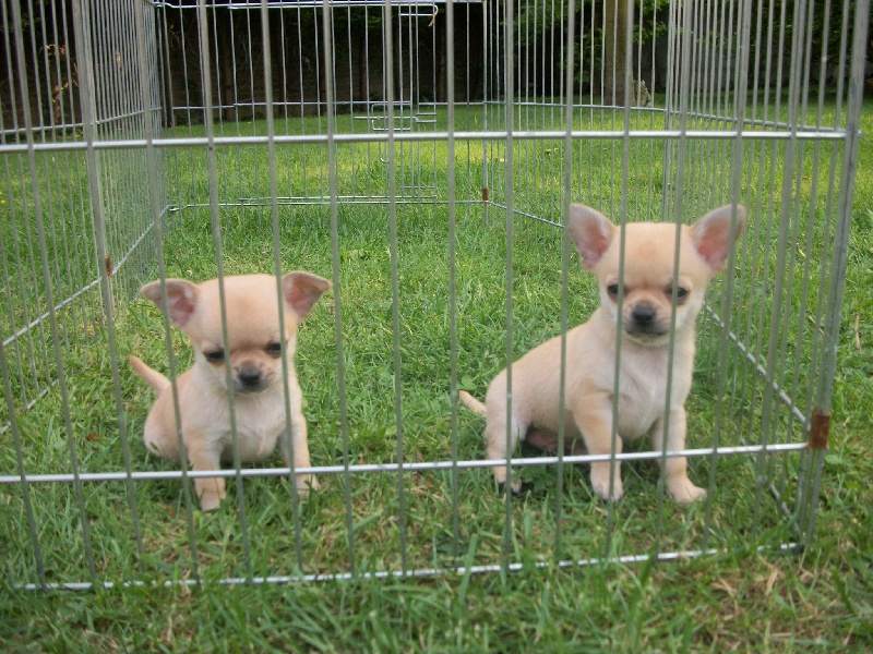 Chiot Chihuahua du clos de haute lande